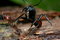 Free Black Big Head Ant Stock Photos - 7939193