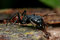 Free Black Big Head Ant Royalty Free Stock Image - 7939206