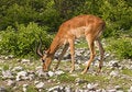 Free Black-faced Impala Royalty Free Stock Images - 7941099