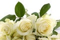 Free Rose Stock Images - 7942894