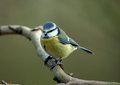 Free Blue Tit Stock Images - 7942934