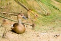 Free Sitting Duck Royalty Free Stock Photo - 7947355