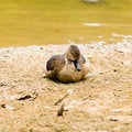 Free Sitting Duck Sleeping Royalty Free Stock Photo - 7947425