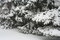 Free Snow Storm Royalty Free Stock Image - 7942766