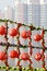 Free Red Lanterns In The New Year. Stock Images - 7944274