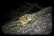 Free True Toad Stock Photo - 7944650