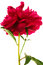 Free Red Flower Royalty Free Stock Images - 7957789