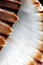 Free Shell Stock Photo - 7959000