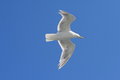Free Bird Stock Image - 7960441