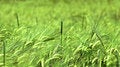 Free Grass Royalty Free Stock Image - 7965286