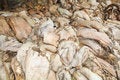 Free Raw Skins At Tannery Royalty Free Stock Image - 7976586