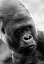 Free Gorilla King Stock Photography - 7977452