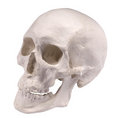 Free Plaster Skull Royalty Free Stock Photos - 7979808