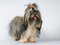 Free Lap-dog In Studio Royalty Free Stock Photo - 7973375