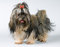 Free Lap-dog In Studio Royalty Free Stock Images - 7973379
