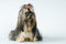 Free Lap-dog In Studio Stock Images - 7973384