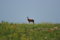 Free Red Hartebeest Stock Image - 7976931
