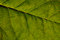 Free Green Leaf With Detail Veining Stock Photos - 7979863