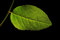Free Green Leaf Isolated On Black Royalty Free Stock Photography - 7979877