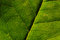 Free Green Leaf With Detail Veining Royalty Free Stock Photos - 7979938