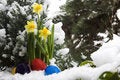 Free Easter Eggs And Narcissus In The Snow Stock Photography - 7981002