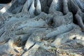 Free Roots Of Ficus Macrophylla Royalty Free Stock Image - 7989056