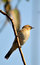 Free Robin Royalty Free Stock Image - 7980656