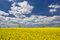 Free Rape Field Landscape Royalty Free Stock Photography - 7982617