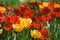 Free Colorful Tulips Royalty Free Stock Photo - 7982675
