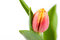 Free Orange Yellow Tulip Closeup With Dew Drops Royalty Free Stock Photo - 7987845
