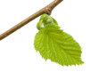 Free Green Petal Stock Photography - 7991992