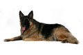 Free Big Mixed Breed Dog Laying On Stomach Stock Photo - 7992650