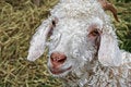 Free Curly Country Royalty Free Stock Photography - 7994277