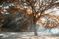 Free Green Belt At Forests 2 Royalty Free Stock Photography - 7997057