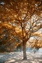 Free Green Belt At Forests 3 Royalty Free Stock Image - 7997196