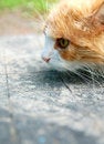 Free Cat Is Hunter Royalty Free Stock Images - 7998499