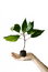 Free Plant Sprout In Peat Pot Royalty Free Stock Image - 7991686