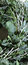 Free Eucalyptus Christmas Wreath Royalty Free Stock Images - 7991739