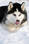 Free Husky Dog Licking Royalty Free Stock Photography - 7992787