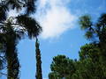 Free Trees And Skies Royalty Free Stock Photo - 85105