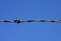 Free One Strand Of Barbed Wire. Stock Photo - 86210