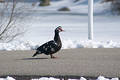Free Ugly Duck On Path Stock Photo - 87810