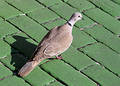 Free Mourning Dove Royalty Free Stock Photography - 89687