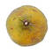 Free Ugli Fruit Also Called Uniq Fruit Royalty Free Stock Image - 80266