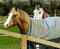 Free Chestnut Mare Royalty Free Stock Photo - 85745