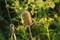 Free Dried Thistle Stock Photography - 86612