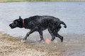 Free Black Lab Swim Royalty Free Stock Photos - 803918