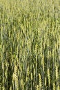 Free Crop Field Royalty Free Stock Photography - 805767