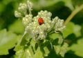 Free Ladybugs Stock Image - 807531