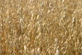 Free Wheat Stock Image - 808021